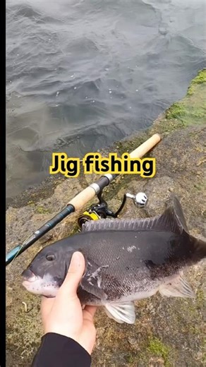Jigging for blackfish from a jetti #blackfish #tautog #rhodeislandfishing #jigging #greencrab
