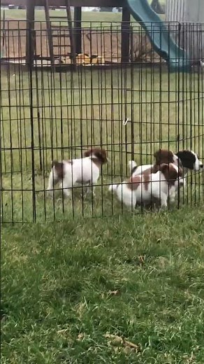 Jack Russell Terrier Puppies For Sale