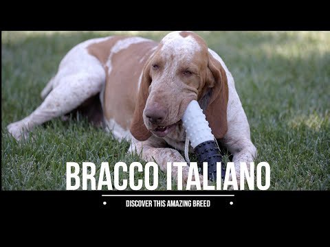 Meet the Incredible Italian BRACCO Dog Breed