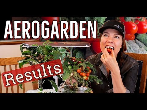 Aerogarden Harvest Slim Elite Review: Lessons Learned & Tomato Taste Test