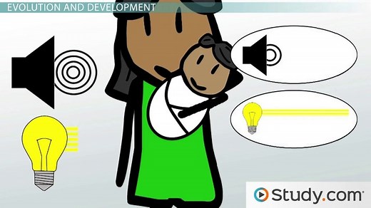 Evolutionary Theory's Applications to Learning