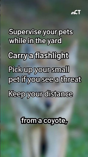 Here's how you can keep your pets safe from coyotes