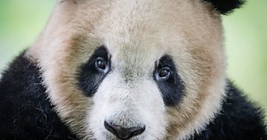 Giant Panda