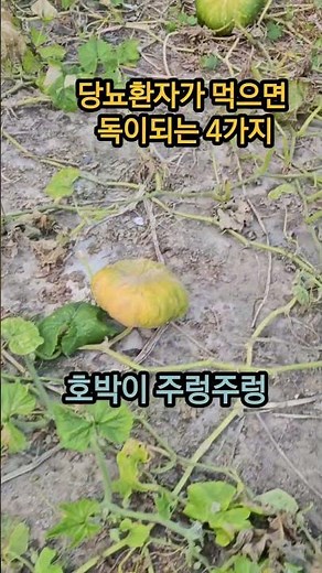 #건강정보 # 당뇨환자가 먹지말아야 #채소 #완두콩 #토란 #감자 #고구마