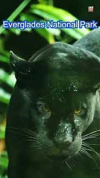 Everglades National Park | Nature’s Untamed Masterpiece! 🌞🚤