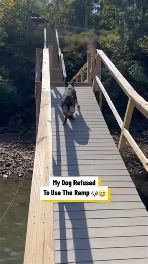 These German Shepherd Dogs Don’t Like To Climb 🐕😂@laughwithbrett #GermanShepherd #DogLife