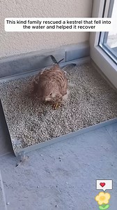2.7K views · 16 reactions | Good family rescued a kestrel that fell into the water and helped it recover #kestrel #rescue #animals #love #shorts #fyp | Sky Film | Facebook