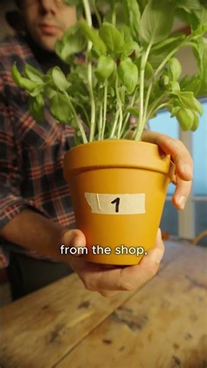 Can You Really Trust Store-Bought Basil?