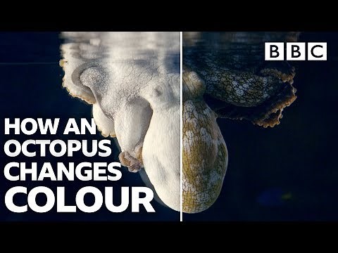 Amazing Octopus changing colour transformations - BBC
