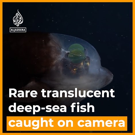 189K views · 7.1K reactions | A dive team with the Monterey Bay Aquarium captured video of the rare barreleye fish, showing its translucent head and green orb-like eyes. The fish has been caught on camera only a handful of times  | Al Jazeera English | Facebook