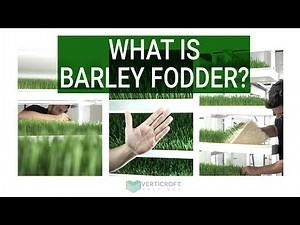 What is Barley Fodder? | Vertical Farming | Sustainable | Ryan Singlehurst | Verticroft Holdings