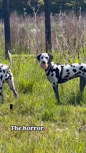 4.3M views · 11K reactions | Teaching your dog leave-it can come in handy someday. #dogtraining #dogtrainingtips | Thinking Canine | Facebook