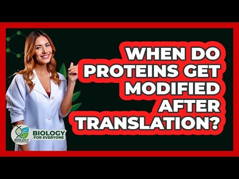 When Do Proteins Get Modified After Translation?