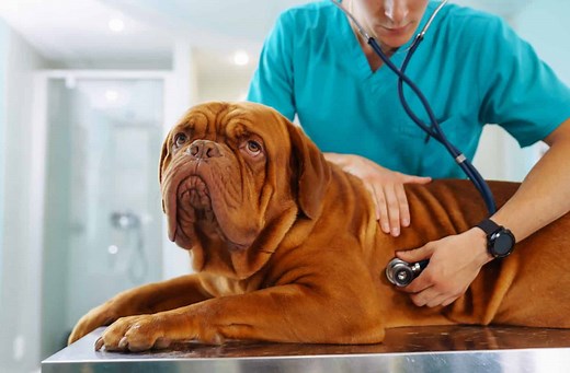 The Most Common Tumors in Dogs (With Pictures)
