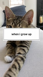 34K views · 5.1K reactions | who’s laughing now?? #catsofinstagram #funnycatsofinstagram #funnycat #cat #catlover | The Loki Show | Facebook