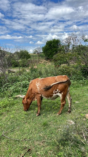 Sesimphiwe Mbatha on Instagram: "“Ubuhle bendonda inkomo zayo” should apply across the board: “Ubuhle bomuntu imfuyo yakhe.” 🤝🤗 #farming #fitness #running"