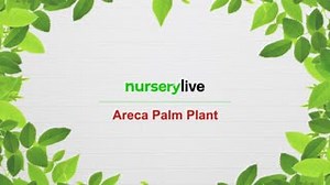 Areca Palm - How To Grow Areca Palm At Home & Its Complete Caring Guide. | nurserylive