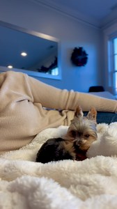 7.1K reactions · 212 shares | What? You got any better plans?? #yorkie #teacup #teacupyorkie #dogs #dogsofinstagram #puppy #tinydogs #doglovers #puppylovers #puppydaily #yorkiesofinstagram #cutest | Sammy in the City | Facebook