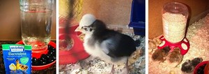 17 Pro Tips-How to Properly Feed Baby Chicks