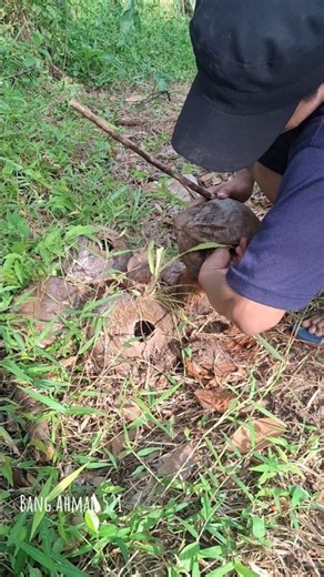 There are animals inside this shell #shell #animals #video shorts