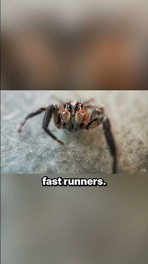 How are Wolf Spiders Different From House Spiders?