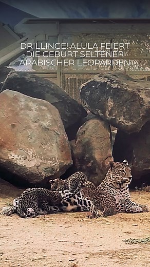 Aufregende Neuigkeiten! In #AlUla's Arabian Leopard Conservation Breeding Centre wurden Drillinge geboren - ein wichtiger Meilenstein für die vom Aussterben bedrohte Art und eine Premiere für #SaudiArabien. Ein bedeutender Moment für den Schutz der Wildtiere in AlUla. 🐆🐾 #ArabischerLeopard #Leopard #Wildtierschutz #Natur #LuxusReisen #ForeverRevitalising #ExperienceAlUla | Experience AlUla