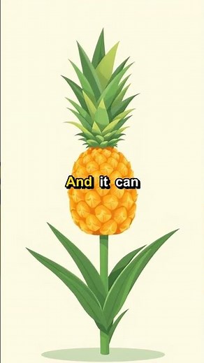 Pineapples: You won't guess where they really grow