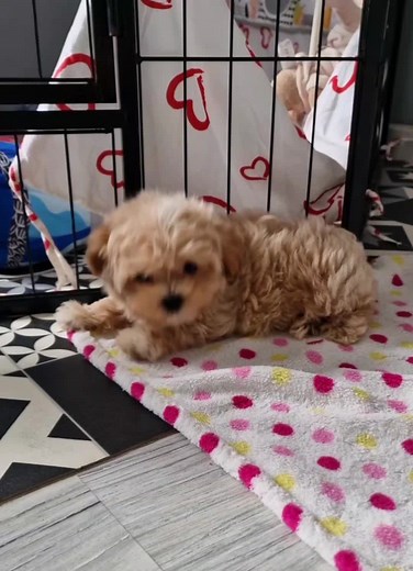 Maltipoo Hodowla: Miniature vs Teacup Rybnik