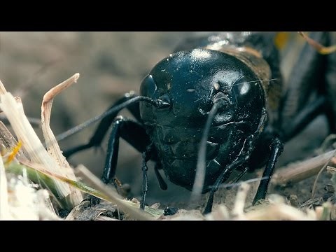 A cricket's chirping sounds quite different in slow motion! [Snippet]