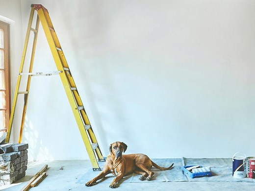 Ladder Buying Guide: How To Choose The Right One - Bunnings Australia
