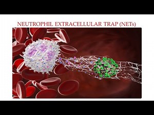 L35 Neutrophil Extracellular Trap (NETs)/ NETosis (Part 2) Understanding Mechanisms Behind NETs
