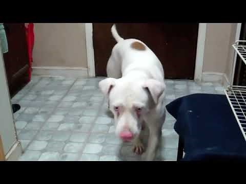 Dog poops everywhere