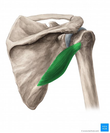 Teres minor muscle