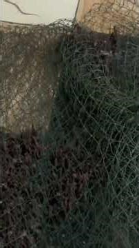 Raising eels without mosquito nets #western region #bolerohay #boleromusic #thinhhanh