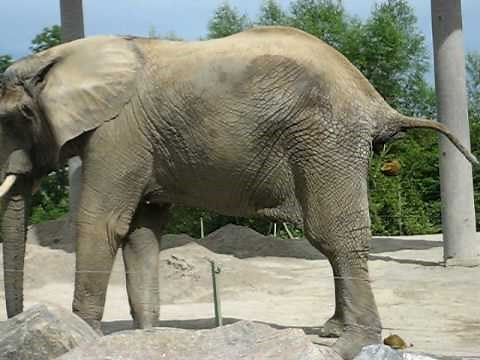 Elephant Poop Extravaganza