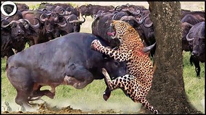 Wild life Animals on Reels