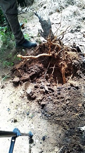 Easy remove stump using puller