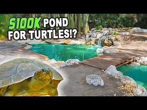 Ultimate Pond For South American Turtles - KAMP KENAN