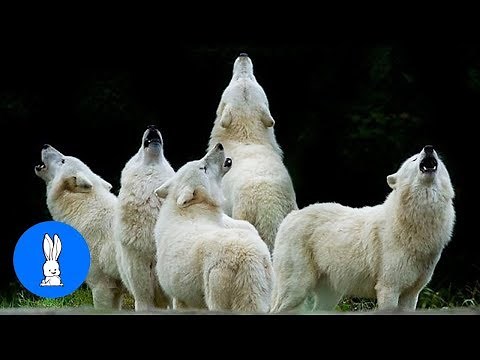 Wolf Packs Howling Compilation