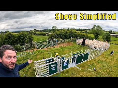 Could This Be The One? Our Experience with Prattley Mobile Sheep Handler