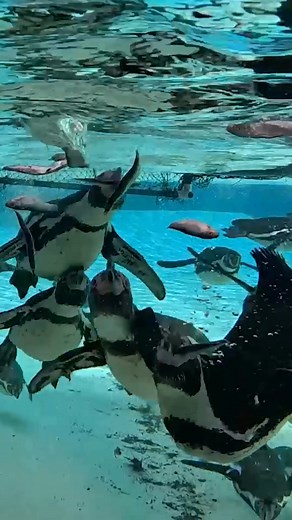 5K views · 45 reactions | Get closer than ever before to incredible wildlife at Chester Zoo with truly unforgettable animal Experiences!  | Chester Zoo | Facebook