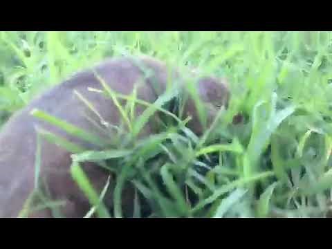 What Does a Gopher Look Like? | Gopher Identification