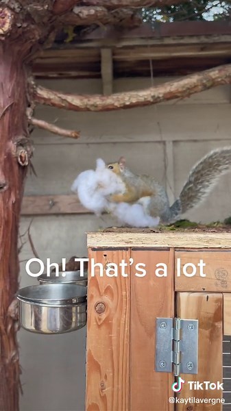 Building a Squirrel House: Step-by-Step Guide for Creating a Cozy Home