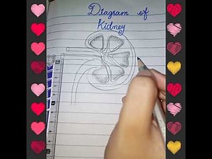 How to draw kidney diagram easily
