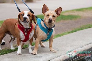 How to Put on a Dog Harness: Simple Steps for a Perfect Fit