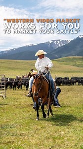 We had the chance to chat with Terrill Ostrum of Lazy TM Livestock — a longtime WVM consignor — about the strong network of buyers and consignors we're proud to be connected with. #WVMCommunity #LivestockLeadership #cattlemarket #SheepProducers | Western Video Market