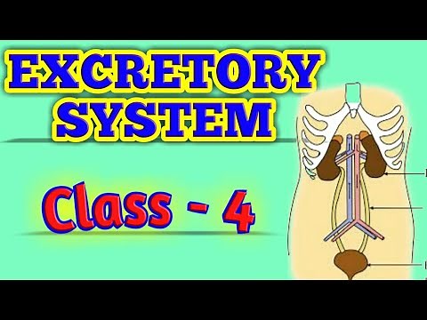 Excretory System || Class - 4 || Science