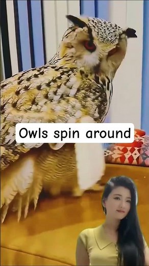 Owls spin around