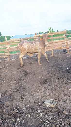 Cattle Farming in Ghana: Proud Moments on the Farm