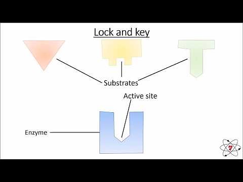 Basic Biology. Lesson 9 - Enzymes (GCSE Science)